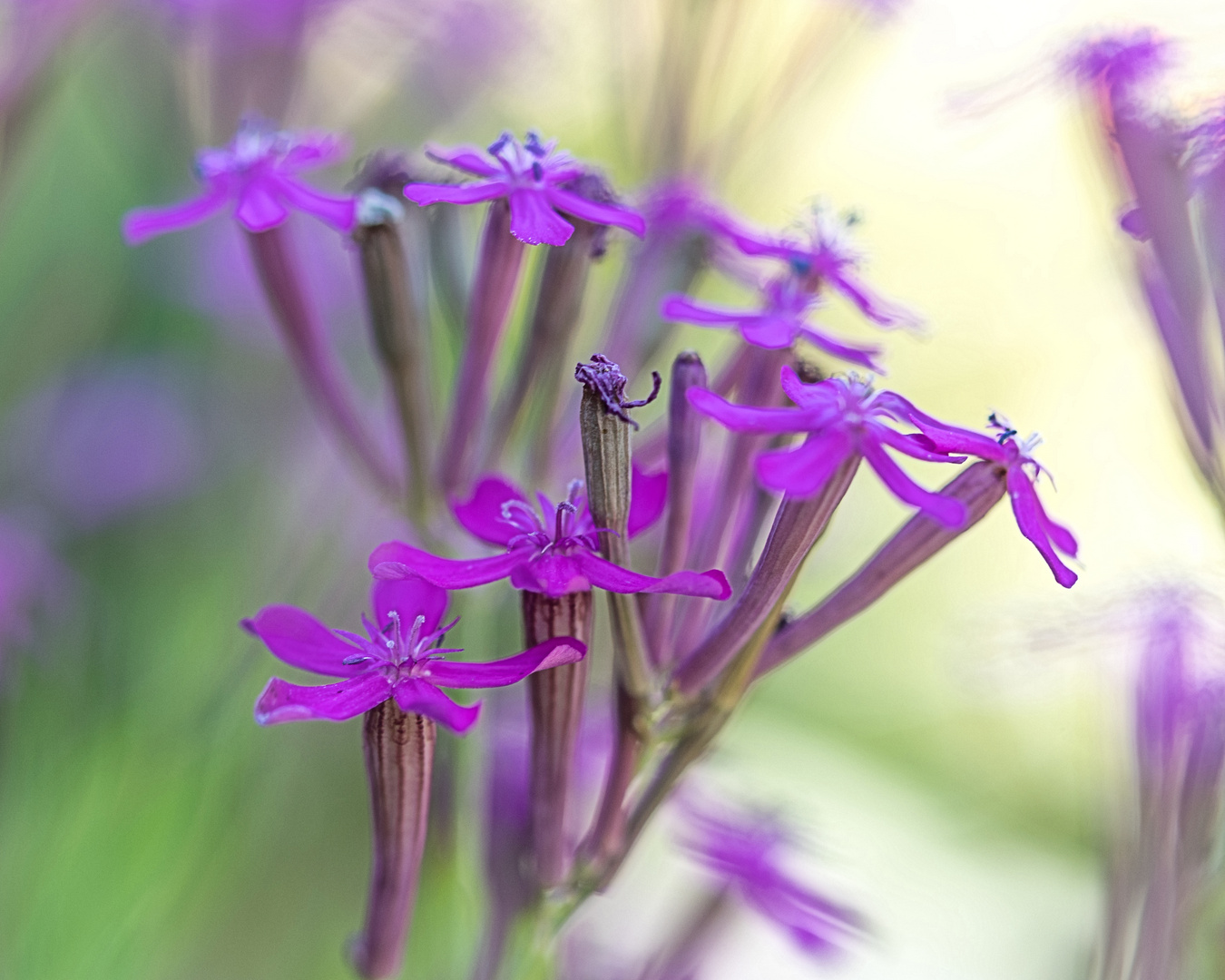 verblühte Blüte