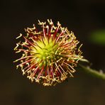 Verblühte Blüte - Nelkenwurz Samenstand