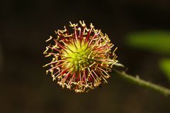 Verblühte Blüte - Nelkenwurz Samenstand