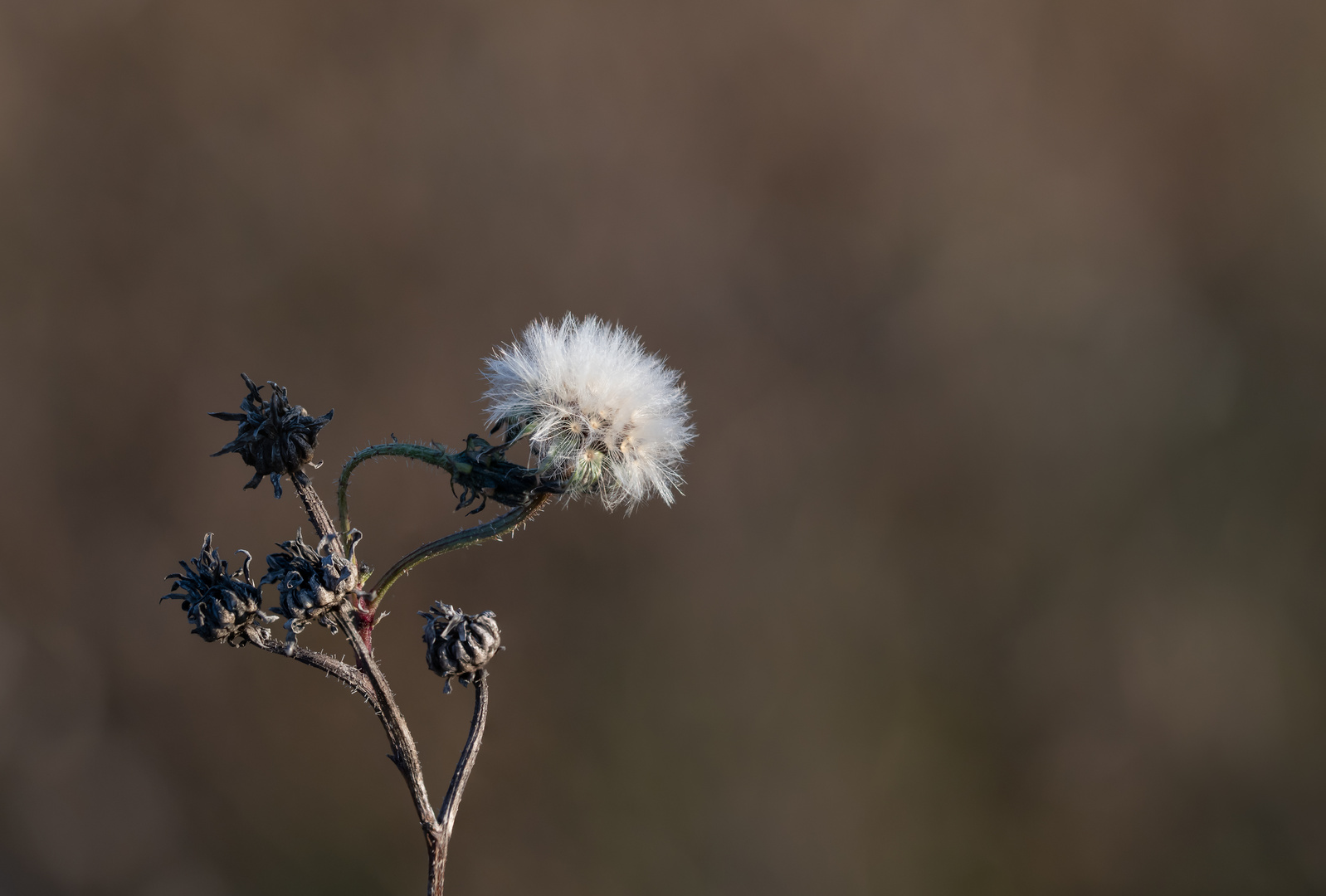 Verblühte Blume im Herbst