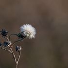 Verblühte Blume im Herbst