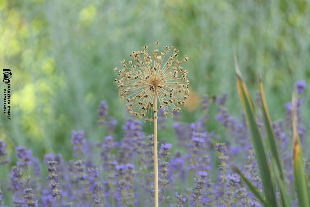 Verblühte Blume im Lavendel