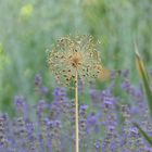 Verblühte Blume im Lavendel