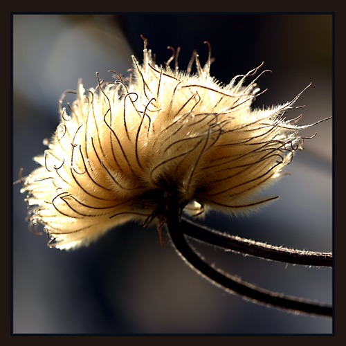 verblühte Clematis Foto & Bild pflanzen, pilze & flechten, blüten