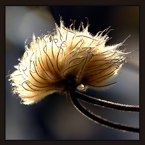 verblühte Clematis