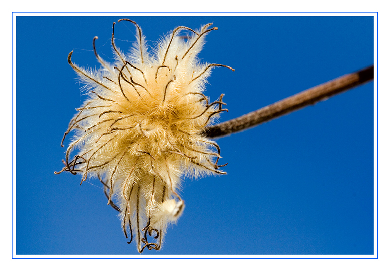 Verblühte Clematis