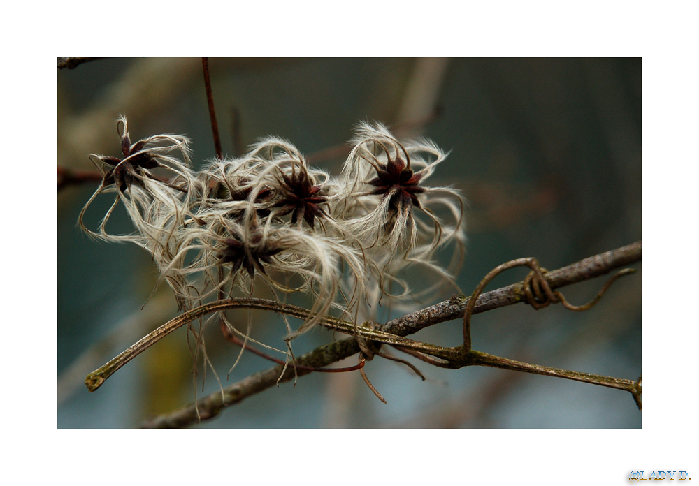 verblühte Clematis