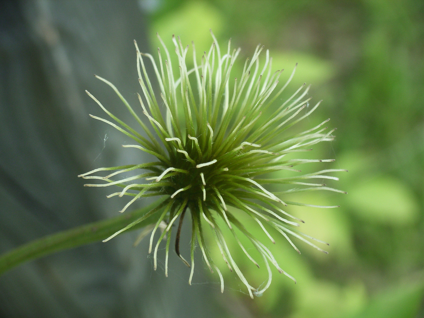 verblühte Clematis