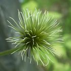 verblühte Clematis