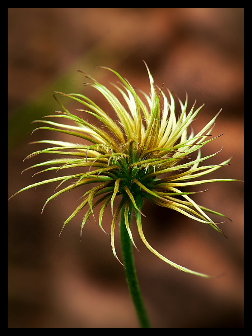 verblühte Clematis