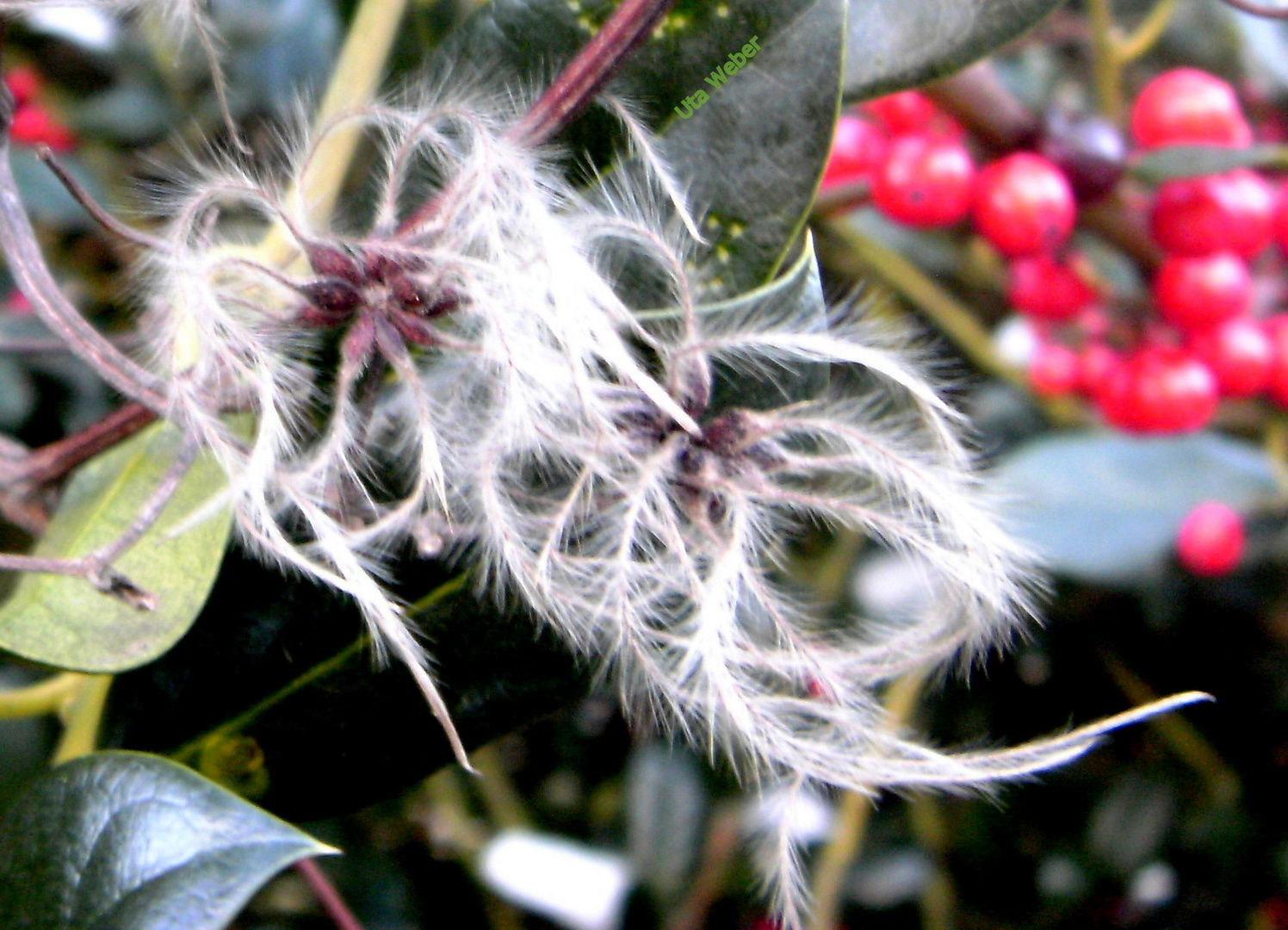 Verblühte Clematis im Dezember 2012