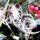 Verblühte Clematis im Dezember 2012