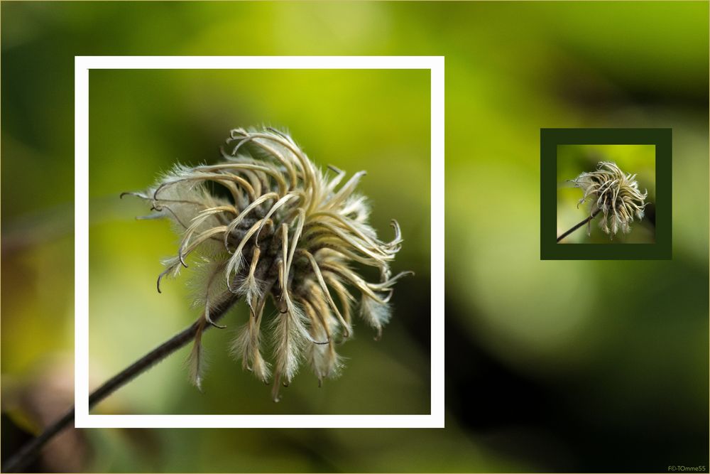 Verblühte Clematis in dem einen oder anderen Rahmen