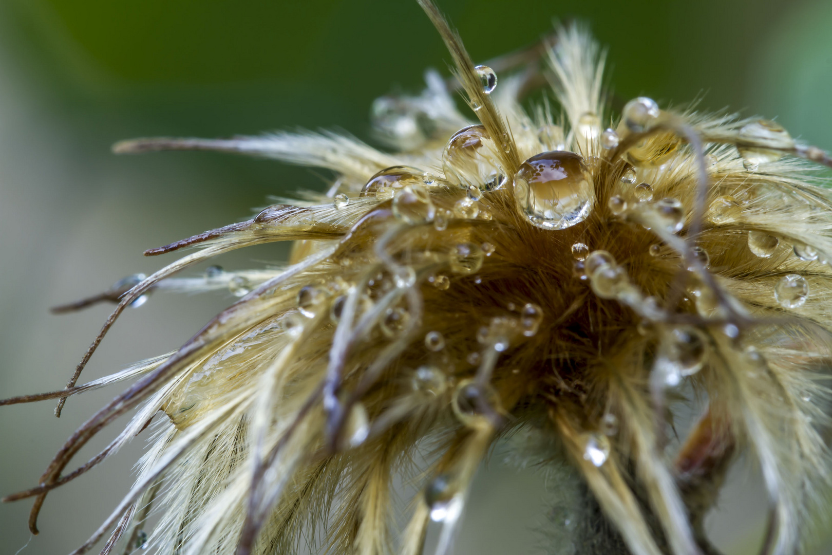 verblühte Clematis nach einem Schauer