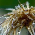 verblühte Clematis nach einem Schauer