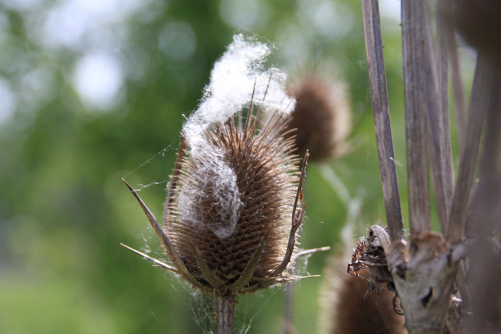 Verblühte Distel