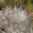 verblühte Distel