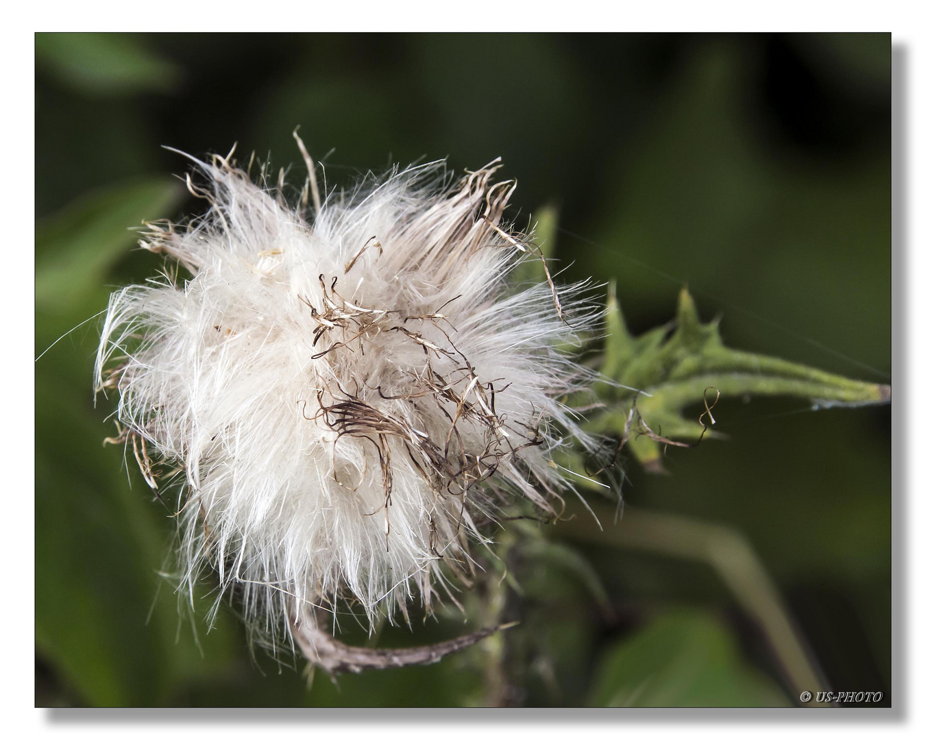 Verblühte Distel