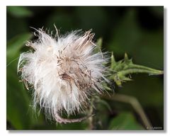 Verblühte Distel