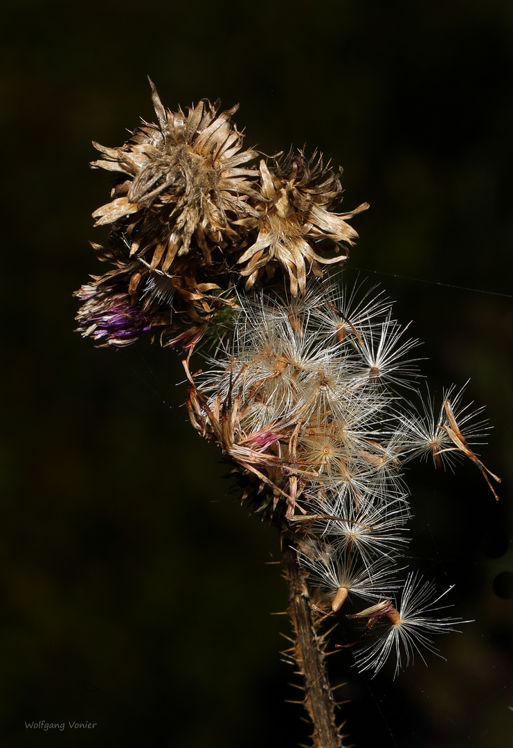  verblühte Distel