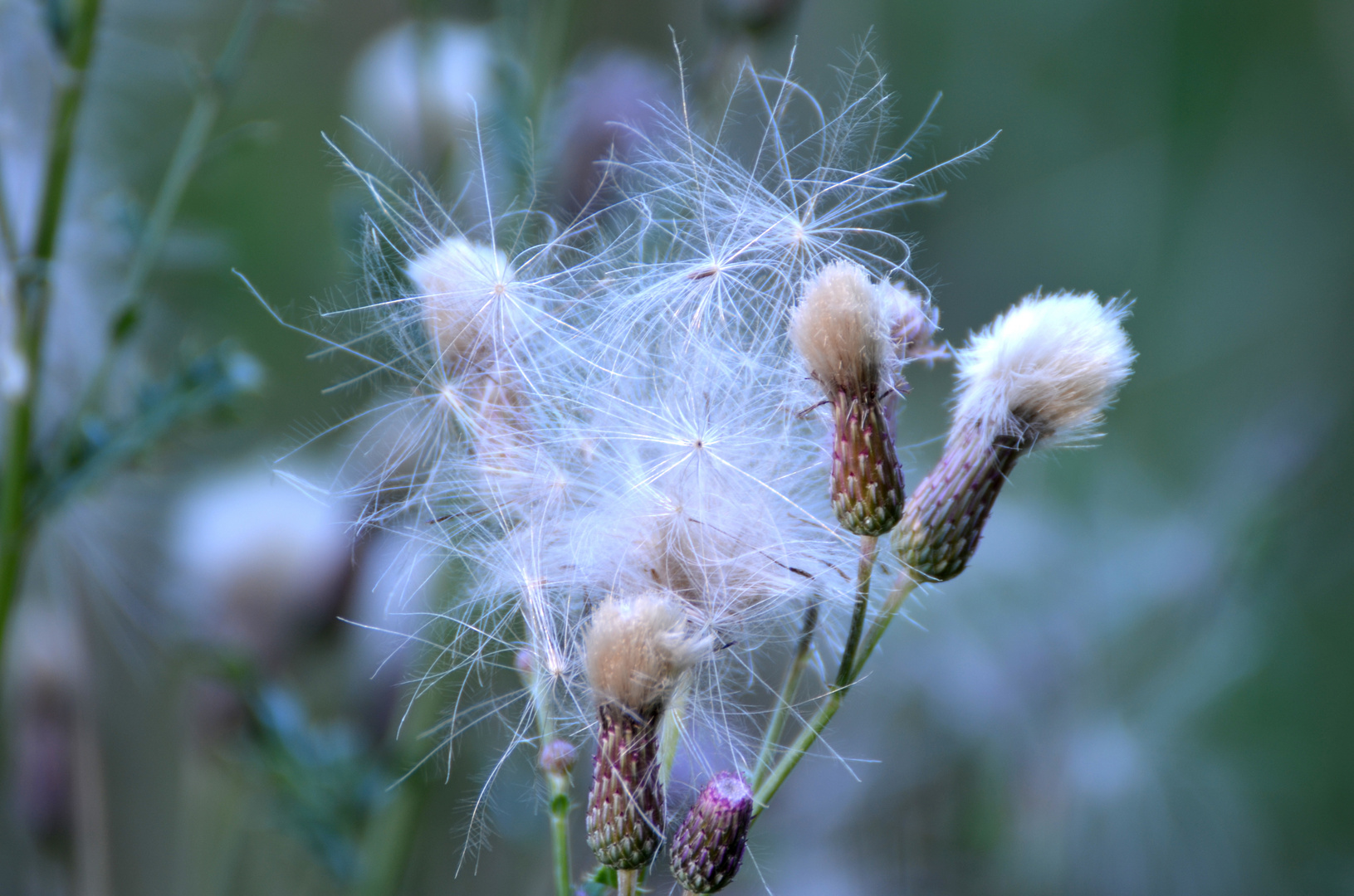 Verblühte Distel