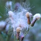 Verblühte Distel