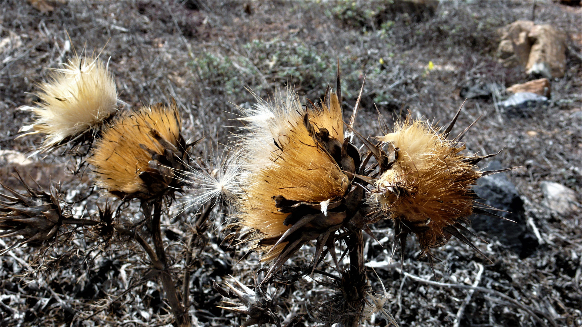 Verblühte Distel