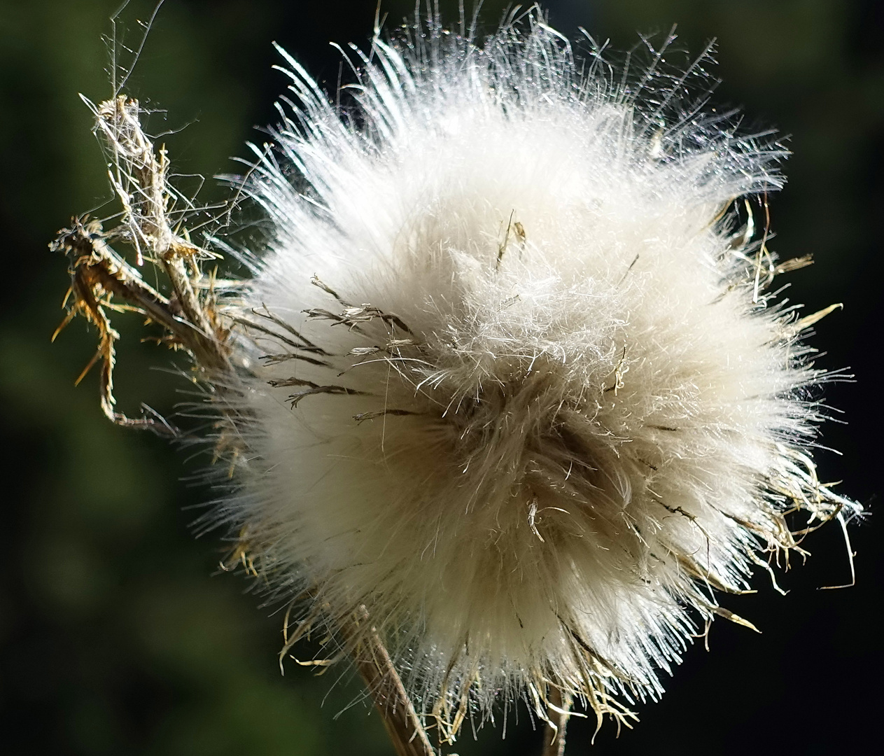 Verblühte Distel