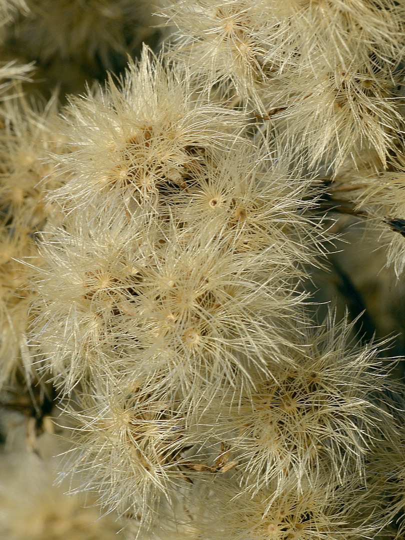 Verblühte Distel