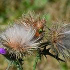 verblühte Distel