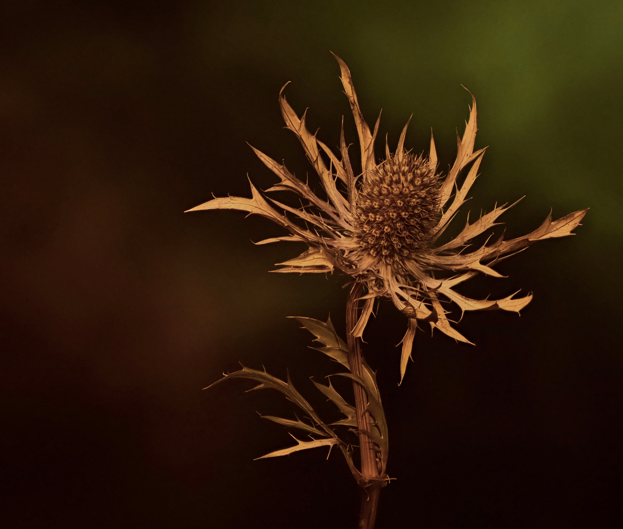 Verblühte Distel