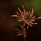 Verblühte Distel