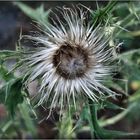 verblühte Distel am Wegesrand