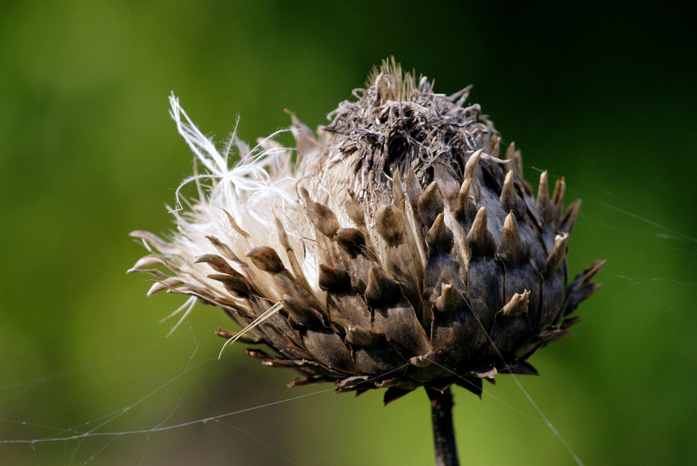 Verblühte Distel