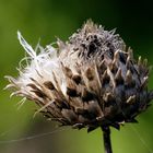 Verblühte Distel