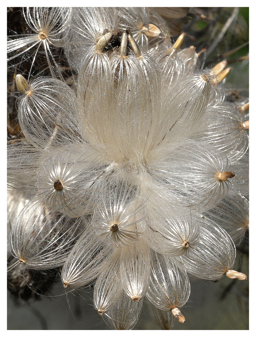 Verblühte Distel.