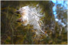 Verblühte Distel