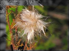 Verblühte Distel