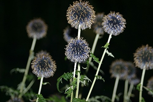 verblühte Echinops bei Nacht