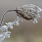 Verblühte Eisblume