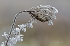 Verblühte Eisblume