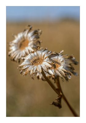Verblühte Flockenblume.