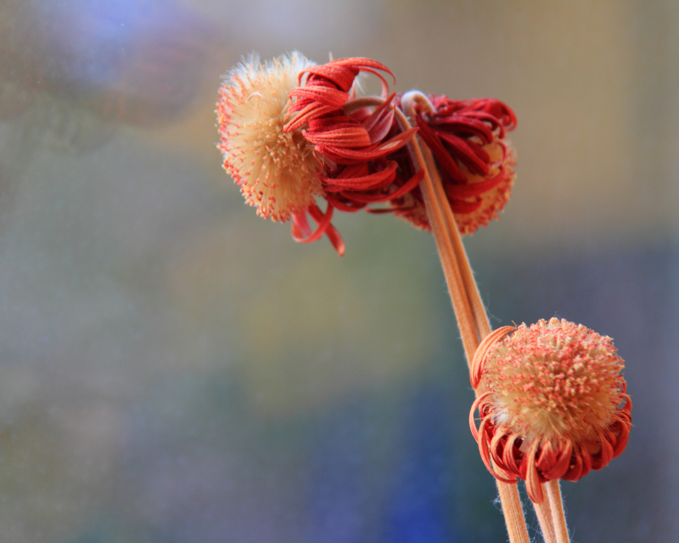 verblühte Gerberas