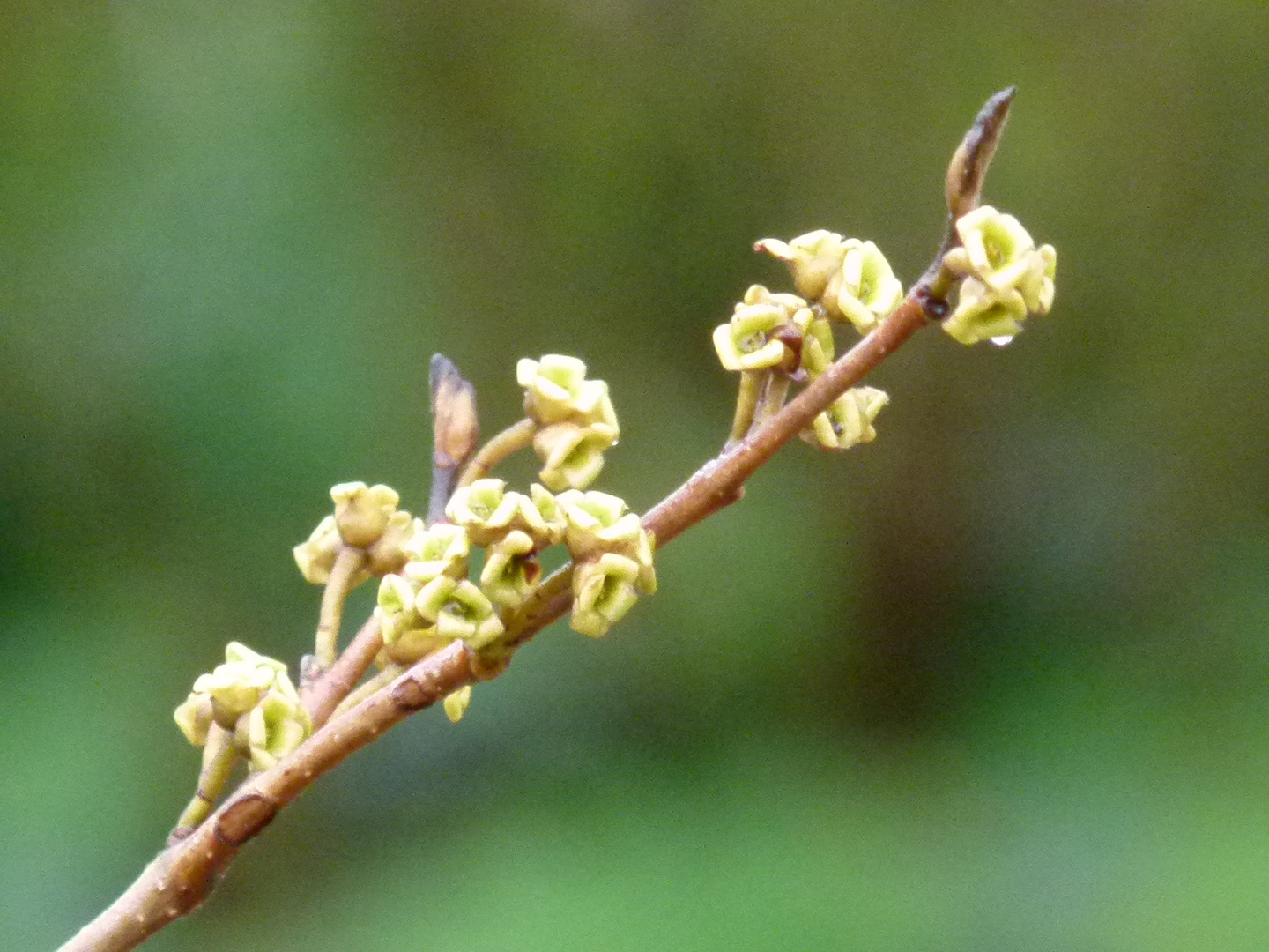 verblühte Hamamelis