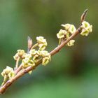 verblühte Hamamelis