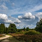 Verblühte Heide