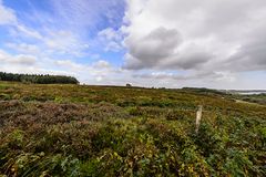 Verblühte Heide