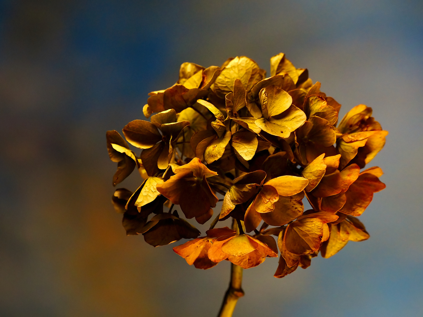 Verblühte Hortensie...