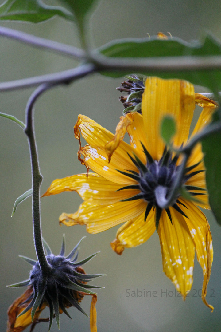 Verblühte, kleine Sonnenblumen