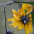 Verblühte, kleine Sonnenblumen